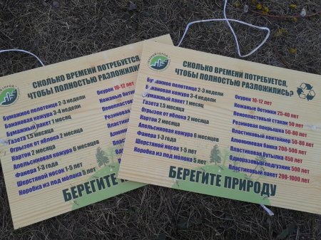 Чистый лес